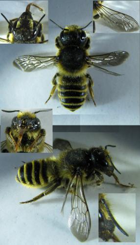 Megachile ericetorum